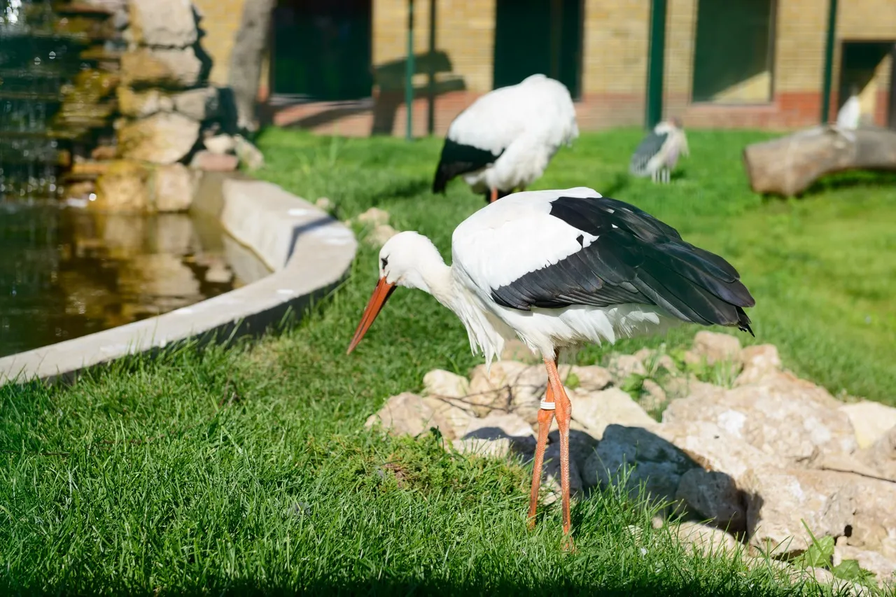 "Limpopo" Zoo